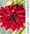 赤いダリア 133368929