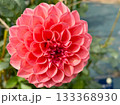 赤いダリア 133368930
