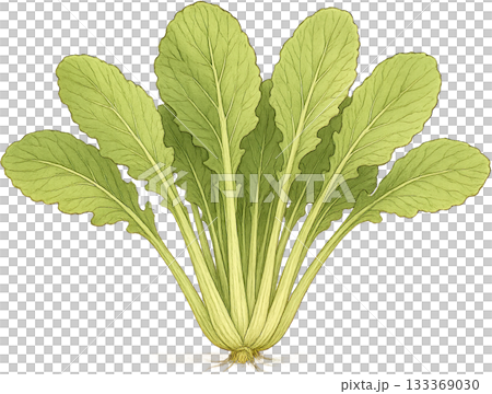 ほのかな感じの薄いラインドローイングイラスト ほのかな感じの薄いラインドローイングイラスト 133369030