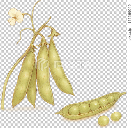 A subtle line drawing illustration 133369049