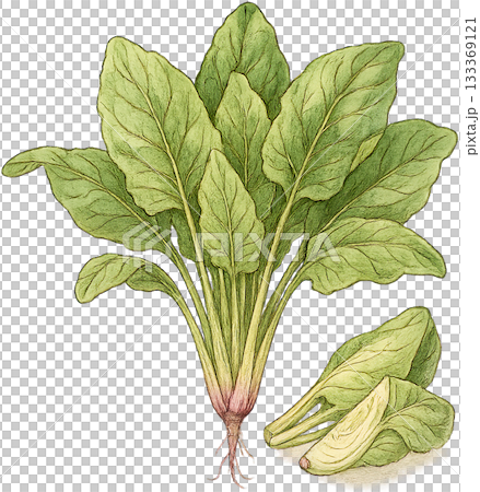 A subtle line drawing illustration 133369121