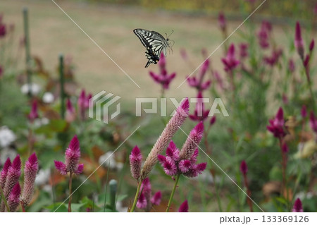 ノゲイトウの花とアゲハ蝶 ノゲイトウの花とアゲハ蝶 133369126
