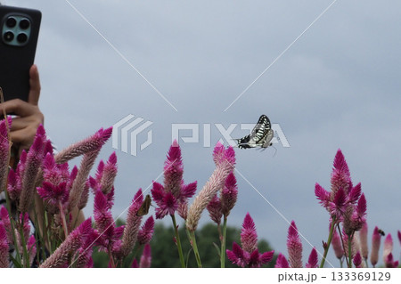 スマホでアゲハ蝶とノゲイトウの花を撮る 133369129