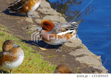 鴨 133369503