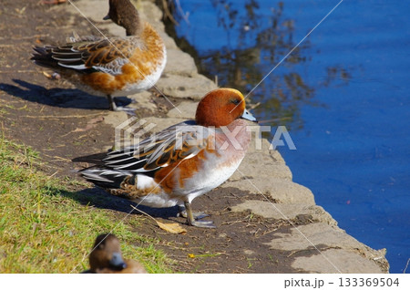 鴨 鴨 133369504
