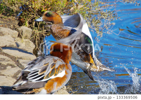 鴨 133369506