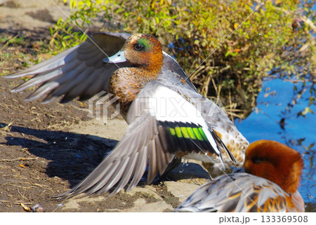 鴨 鴨 133369508