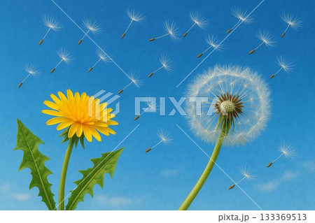 タンポポ　綿毛　春　青空　フォトリアル 133369513