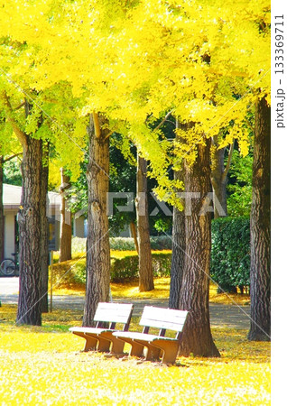 イチョウ並木と公園のベンチ イチョウ並木と公園のベンチ 133369711