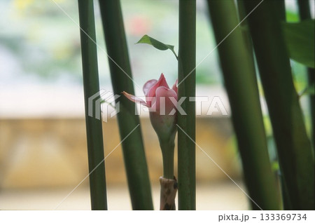 ポジフィルムで撮影したトーチンジャーの蕾 133369734