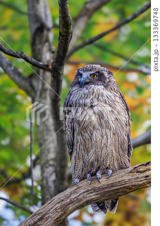 威厳ある佇まいのシマフクロウ（Eagle Owl in Autumn Forest） 133369748