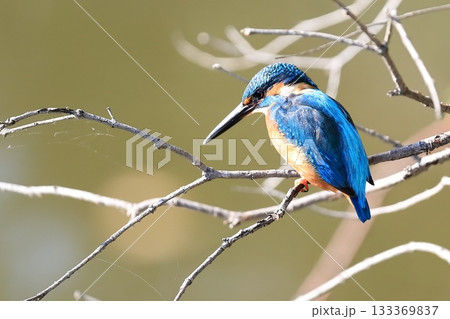 カワセミ 133369837