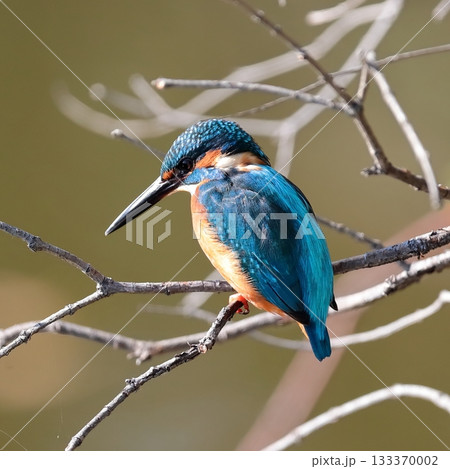 カワセミ カワセミ 133370002