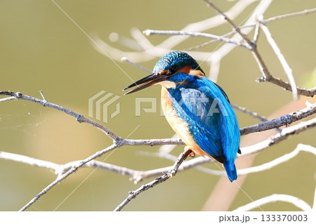 カワセミ カワセミ 133370003