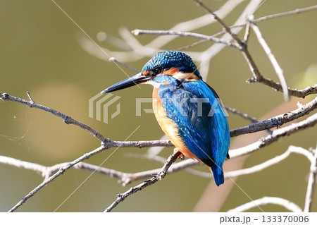 カワセミ 133370006