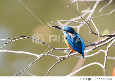 カワセミ カワセミ 133370008