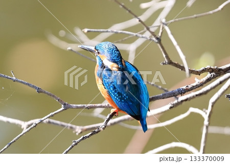 カワセミ 133370009