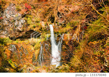 栃木県日光市 秋の紅葉に染まる裏見の滝 栃木県日光市 秋の紅葉に染まる裏見の滝 133370040