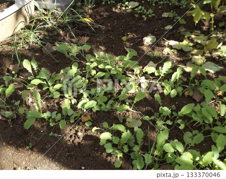 鋸歯が目立つ元気に育つ大根苗 133370046