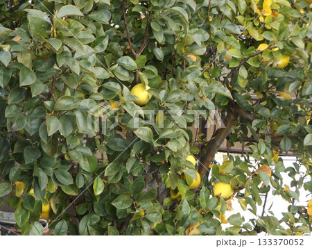 もう直ぐ収穫時期のカリンの実 133370052