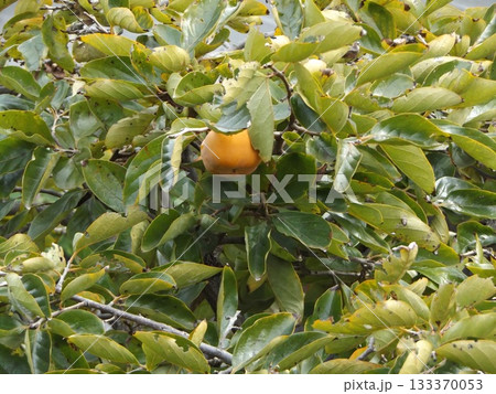 収穫時期になって来た柿の実 133370053