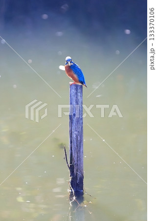 カワセミ 133370106