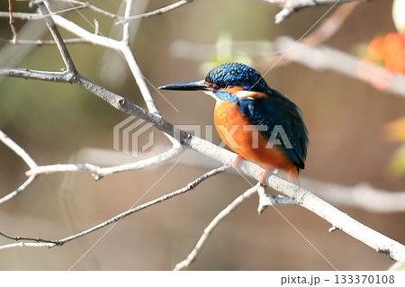 カワセミ 133370108