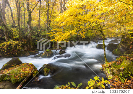 【青森県_奥入瀬渓流】ダイナミックな景観　阿修羅の流れ 10月 133370207