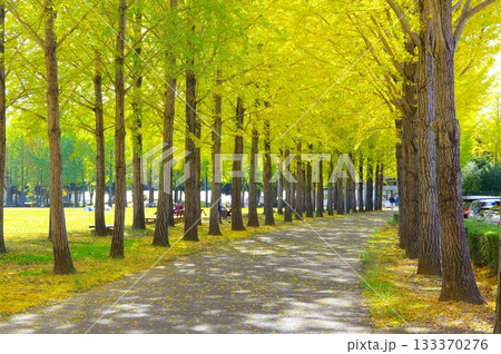 いちょう並木 いちょう並木 133370276