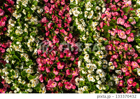 Begonia Flowers Texture Background, Street Bed Pattern, Blooming Plants on Summer Street 133370432