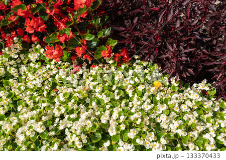 Begonia Flowers Texture Background, Street Bed Pattern, Blooming Plants on Summer Street Begonia Flowers Texture Background, Street Bed Pattern, Blooming Plants on Summer Street 133370433