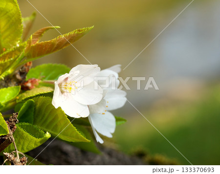 桜の木の幹に咲くの桜 桜の木の幹に咲くの桜 133370693