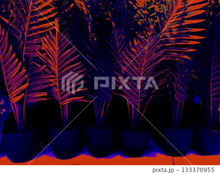 Vibrant tropical plants in a row with a bold color palette. These colorful plants create a striking visual with unique hues Tropical Potted palms 133370955