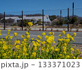 伊勢原総合運動公園の自由広場の横に咲く満開の菜の花 133371023