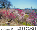 伊勢原総合運動公園の梅林の紅白梅が満開に咲いている様子 133371024
