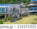 旧吉田茂邸のサンルーム前に咲く満開のしだれ梅 133371025