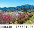伊勢原総合運動公園の遊歩道から見える満開の梅林と冠雪した大山の風景 133371026
