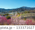 伊勢原総合運動公園の遊歩道から見える満開の梅林と冠雪した大山の風景 133371027