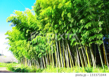 竹林 竹林 133371044