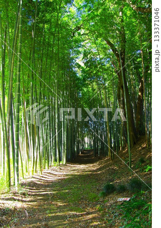 竹林 竹林 133371046