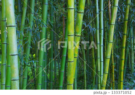竹林 133371052