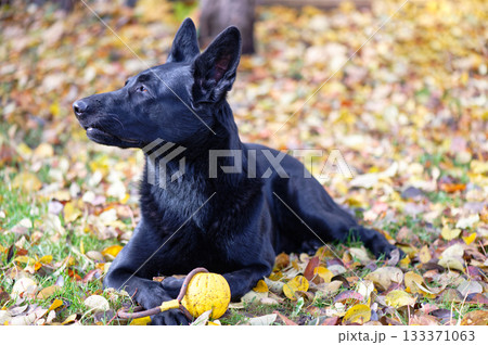 Black German shepherd on autumn leaves Black German shepherd on autumn leaves 133371063