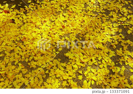 銀杏の絨毯 133371091