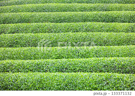 緑のお茶の木が幾段にも水平に並ぶ大淵笹場の茶畑の風景 緑のお茶の木が幾段にも水平に並ぶ大淵笹場の茶畑の風景 133371132