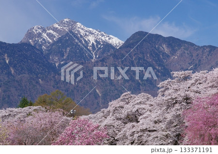 北杜市・眞原の桜並木と残雪の甲斐駒ヶ岳 北杜市・眞原の桜並木と残雪の甲斐駒ヶ岳 133371191