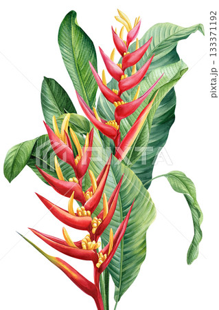 Bright Red Heliconia Flowers with Tropical Green Banana Leaves isolated Watercolor Botanical Illustration for summer design 133371192