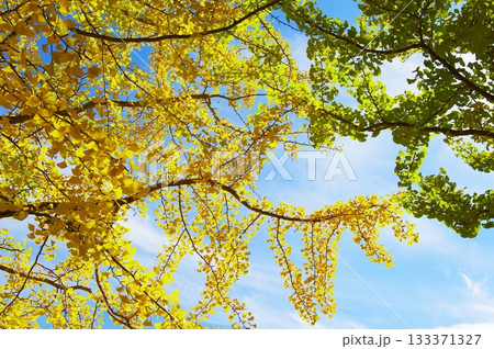 青空と銀杏 133371327