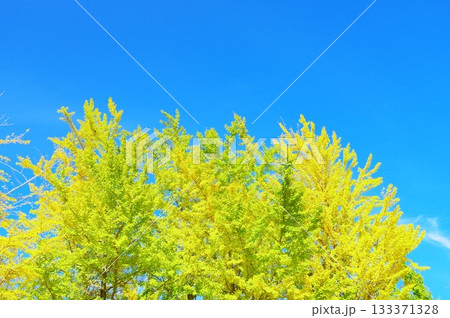 青空と銀杏 133371328