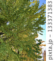秋に緑色に色づいた鮮やかな樹木 133371383