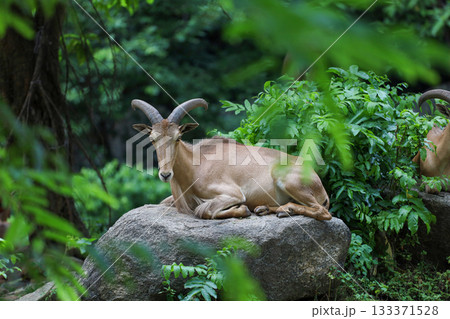 The barbary sheep is mammal and hill animal 133371528